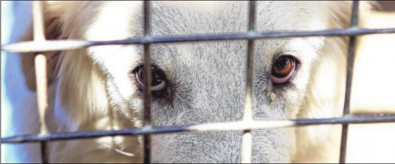 Source : www.service-public.fr : Quelles sont les sanctions en cas de maltraitance sur un animal ?