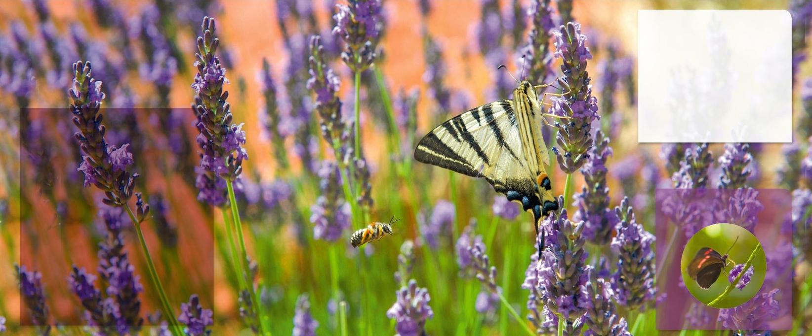 Texte : Thierry Lavigne