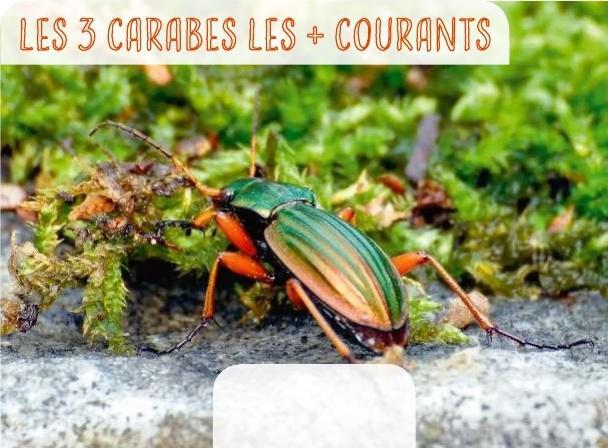 Texte : Catherine Levesque
