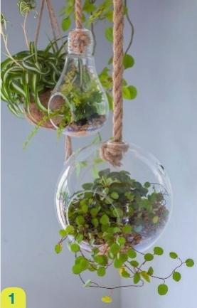Texte : Catherine Delvaux et photos : © Visions BV, Netherlands / VisionsPictures & Photography sauf mentions contraires,> Plus d’infos sur les terrariums sur detentejardin.com