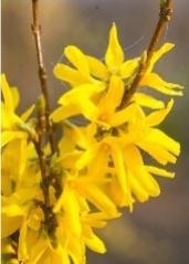 Texte et photos : Thierry Lavigne sauf mentions contraires,> Plus d’infos sur les plantes de terre sableuse sur detentejardin.com
