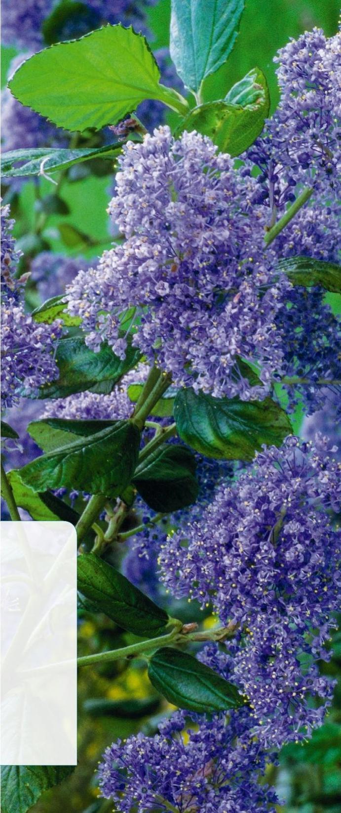 Texte : Christian Clairon,> Carnet d’adresses page 82,> Plus d’infos sur les plantes costaudes sur detentejardin.com