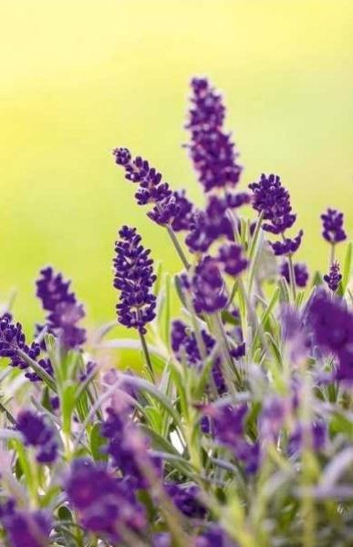 Texte : Pascal Griot, Promesse de fleurs
