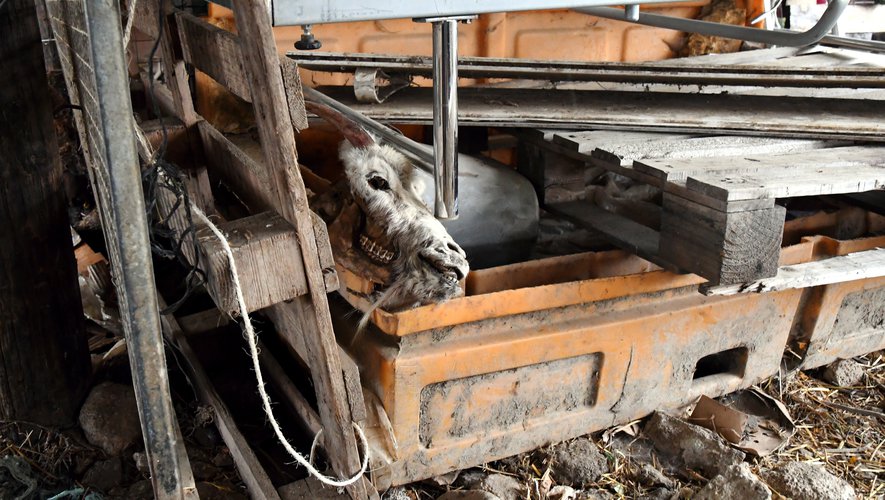 Ferme De Lhorreur à Bompas Ce Nest Pas Pol Pot Mais