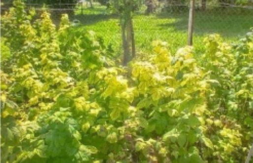 Posez vos questions à Hubert le jardinier