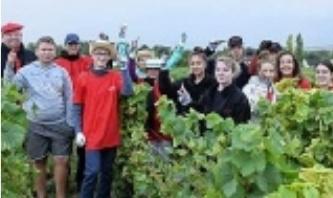 La Vigne du partage vendangée | SFR Presse