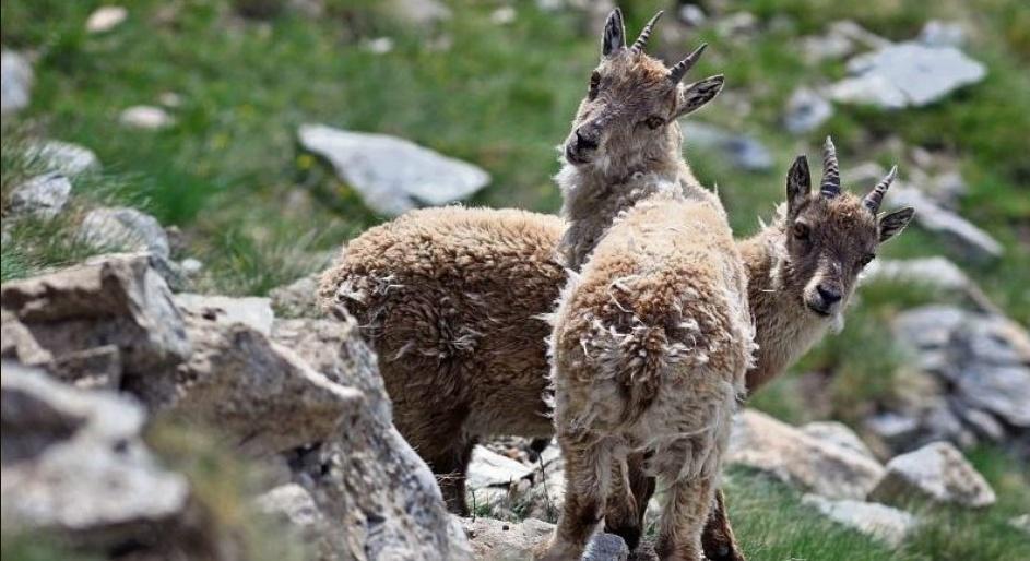 textes :,ANTOINE LOUCHEZ alouchez@nicematin.fr,photos :,PARC NATIONAL DU MERCANTOUR