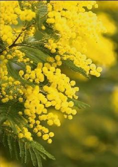 Tous les événements et les détails sont sur www.routedumimosa.com/agenda
