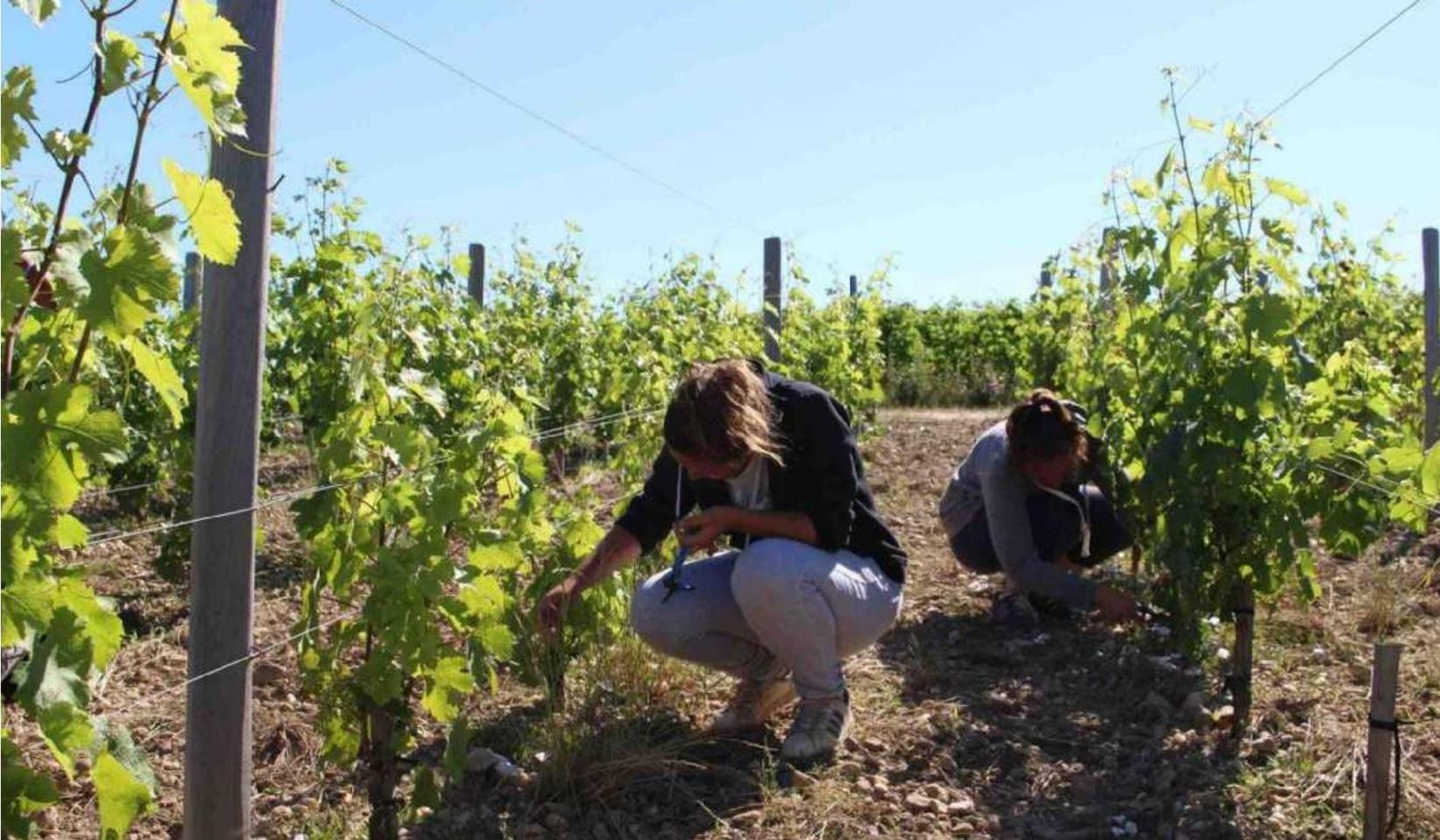 Linda Douifi,l.douifi@sudouest.fr