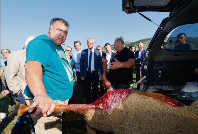 P.-L. PAGÈS plpages@varmatin.com,1.Sur un quota de 43 loups pour l’année 2018,26 ont déjà été abattus (dont quatre dans leVar),notamment lors de tirs de défense.
