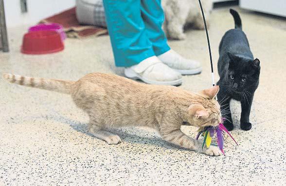 Gatos Ciegos En Un Mundo Ciego Lirelactu