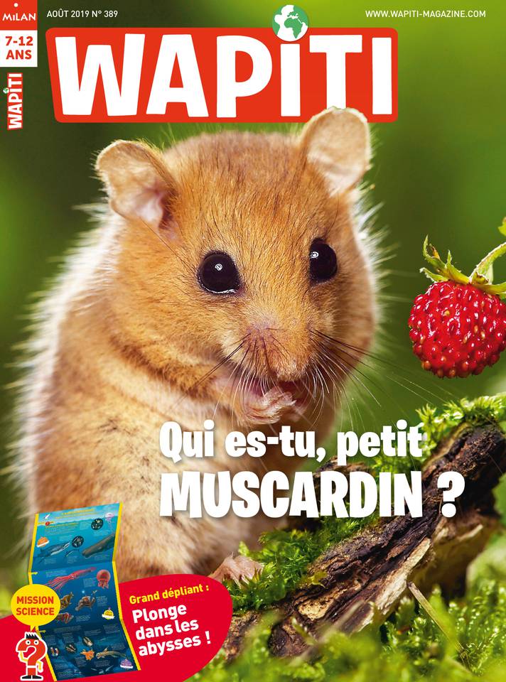 Wapiti 17 juillet 2019 Wapiti du 17 juillet 2019