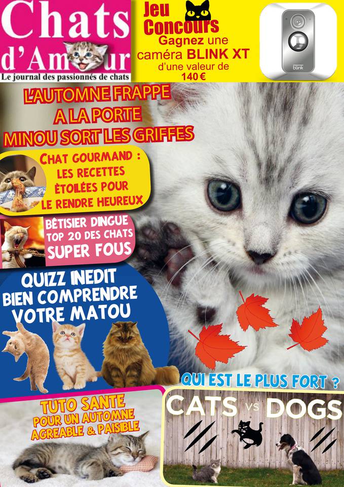 Chats d'amour 17 octobre 2018 Abonnement Chats d'amour Pas Cher avec le BOUQUET ePresse.fr